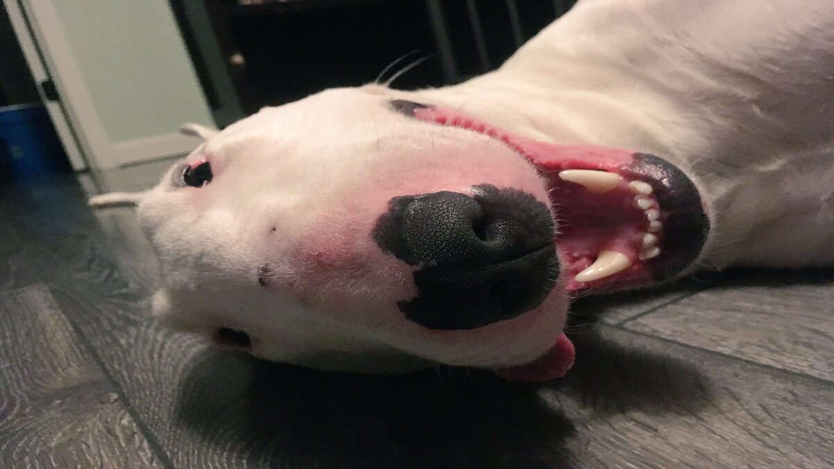 Is Walter The Dog Dead Let S Find Out The Truth Scoop Byte Is Walter The Dog Dead Let S Find Out The Truth Scoop Byte