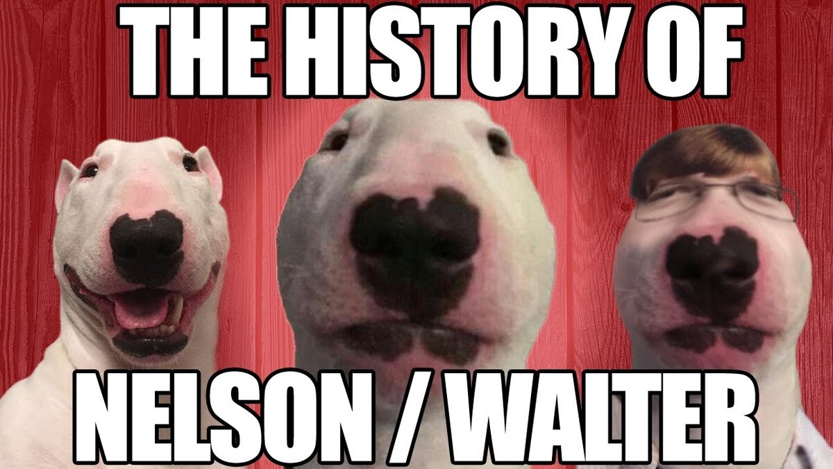 Is Walter The Dog Dead Let S Find Out The Truth Scoop Byte Is Walter The Dog Dead Let S Find Out The Truth Scoop Byte