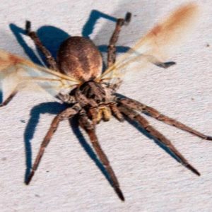 Are Flying Spiders Real? Everything You Need To Know
