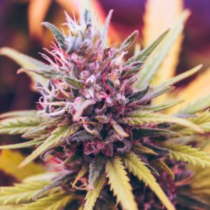5 Places Where You Can Find CBD Flowers